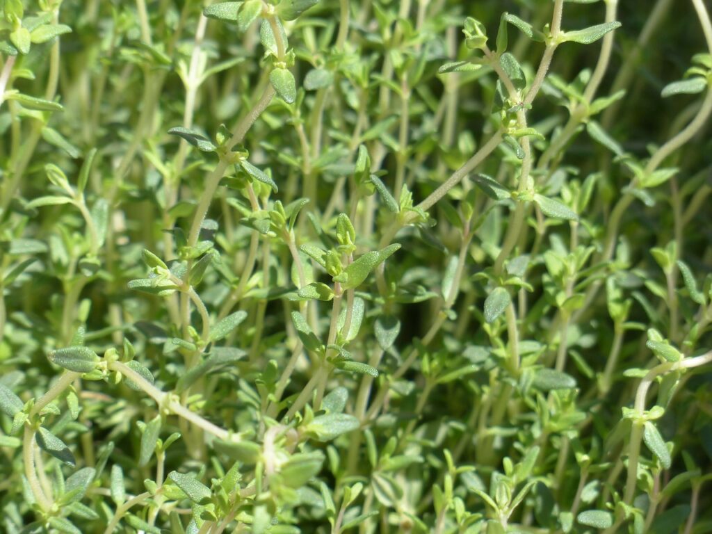 thyme, real thyme, culinary herbs